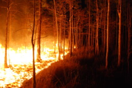 Wildfire burning among a group of trees at night
