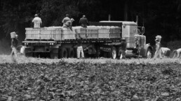 Men working in a field loading a truck. Photo in black and white