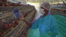 A Somali woman works in a poultry plant