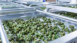 medicinal marijuana in a tray in oregon