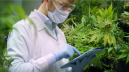 Marijuana researcher with plants
