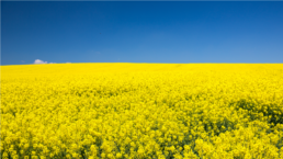 Ukrainian Rapeseed field during spring