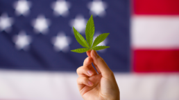 marijuana leaf in front of american flag