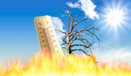 fire and a dead tree in hot temperatures