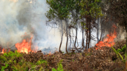 a devastating wildfire in a tropical environment