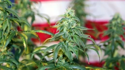 marijuana plants in front of an American flag