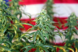 marijuana plants in front of an American flag
