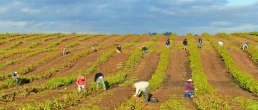 KERN COUNTY, CA - APR 8, 2015: Mexican farm workers begin early in the morning to weed and trim plants in this San Joaquin Valley vineyard.