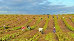 KERN COUNTY, CA - APR 8, 2015: Mexican farm workers begin early in the morning to weed and trim plants in this San Joaquin Valley vineyard.